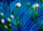 2 Blue Grass.jpg